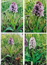Attēlu rezultāti vaicājumam “Dactylorhiza incarnata leaf”