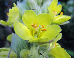 Attēlu rezultāti vaicājumam “Verbascum thapsus flower”