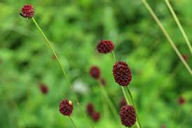 Attēlu rezultāti vaicājumam “Sanguisorba officinalis bud”