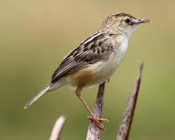 Image result for Cisticola juncidis