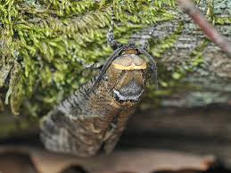 Attēlu rezultāti vaicājumam “Cossus cossus imago”