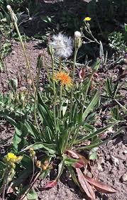 Image result for Agoseris major