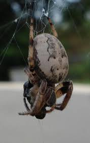 Attēlu rezultāti vaicājumam “Larinioides cornutus female”