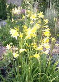 Attēlu rezultāti vaicājumam “Hemerocallis lilioasphodelus flower”
