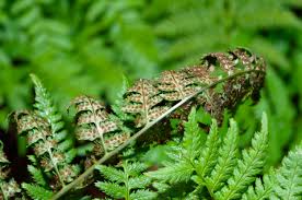Attēlu rezultāti vaicājumam “Dryopteris carthusiana”