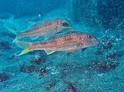 Image result for Mullus surmuletus