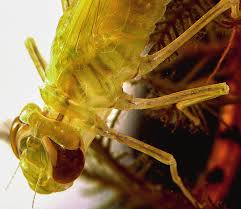 Attēlu rezultāti vaicājumam “Libellula quadrimaculata larva”