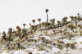 Attēlu rezultāti vaicājumam “Chaenotheca phaeocephala”