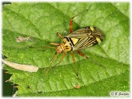 Attēlu rezultāti vaicājumam “Miridae”