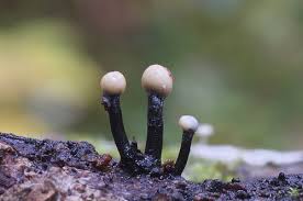 Attēlu rezultāti vaicājumam “Ionomidotis irregularis”