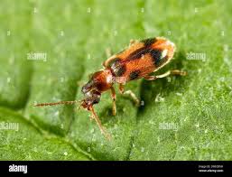 Attēlu rezultāti vaicājumam “Notoxus monoceros”