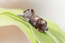 Attēlu rezultāti vaicājumam “Clostera pigra”