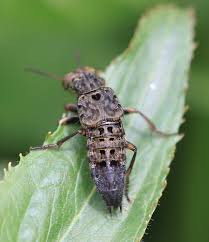 Attēlu rezultāti vaicājumam “Ontholestes murinus”