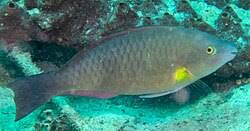 Image result for Scarus trispinosus