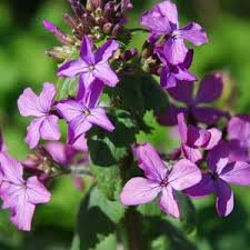 Attēlu rezultāti vaicājumam “Lunaria annua flower”