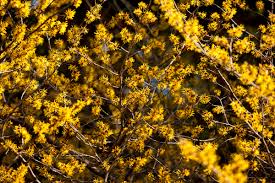 Attēlu rezultāti vaicājumam “Hamamelis mollis”