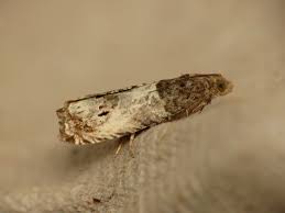 Attēlu rezultāti vaicājumam “Notocelia roborana”