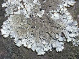 Attēlu rezultāti vaicājumam “Parmelia submontana”