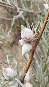 Attēlu rezultāti vaicājumam “Rabdophaga heterobia”