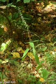 Attēlu rezultāti vaicājumam “Circaea lutetiana fruit”