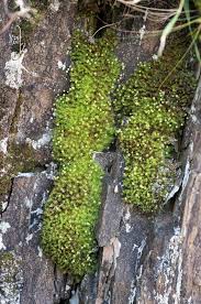 Attēlu rezultāti vaicājumam “Campylium protensum”