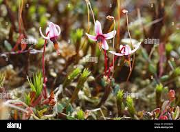 Attēlu rezultāti vaicājumam “Oxycoccus palustris”