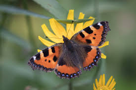 Attēlu rezultāti vaicājumam “Aglais urticae”
