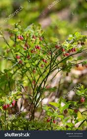 Attēlu rezultāti vaicājumam “Vaccinium myrtillus flower”