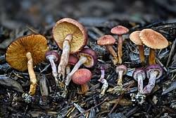 Attēlu rezultāti vaicājumam “Physarum luteolum sessile”