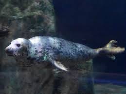 Image result for Halichoerus grypus