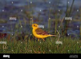 Attēlu rezultāti vaicājumam “Motacilla flava flava adult”