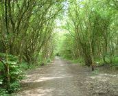 Image result for New Forest/Waterside