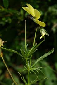 Attēlu rezultāti vaicājumam “Viola rupestris bud”
