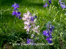 Image result for Consolida ajacis oder Consolida regalis