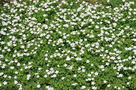 Attēlu rezultāti vaicājumam “Isopyrum thalictroides fruit”