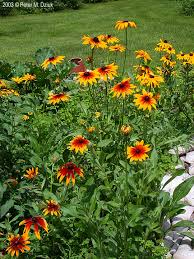 Attēlu rezultāti vaicājumam “Rudbeckia hirta var. hirta leaf”