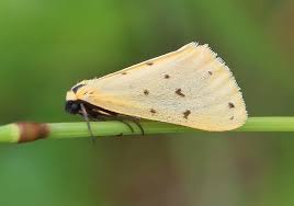 Attēlu rezultāti vaicājumam “Setina irrorella”