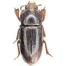 Attēlu rezultāti vaicājumam “Tenebrionidae”