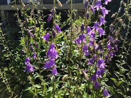 Image result for Campanula rapunculoides