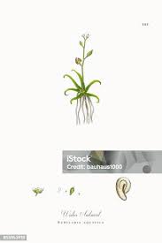 Attēlu rezultāti vaicājumam “Subularia aquatica”