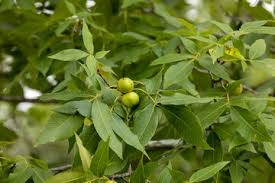 Attēlu rezultāti vaicājumam “Juglans cinerea fruit”
