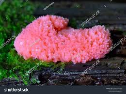 Attēlu rezultāti vaicājumam “Tubifera ferruginosa (subsp. ferruginosa) spores”