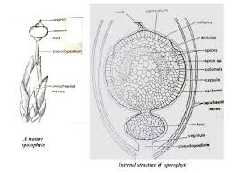 Attēlu rezultāti vaicājumam “Sphagnum angustifolium sporophyte”