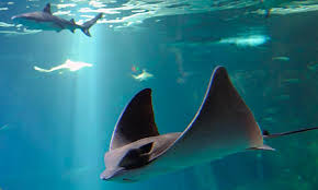 Image result for Myliobatis aquila