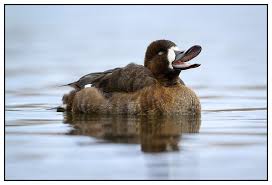 Image result for Aythya marila