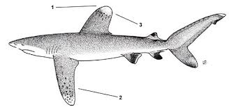 Image result for Carcharhinus longimanus