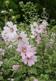 Image result for Lavatera thuringiaca