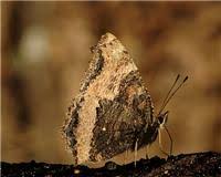 Attēlu rezultāti vaicājumam “Nymphalis xanthomelas”