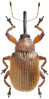 Attēlu rezultāti vaicājumam “Anthonomus phyllocola”