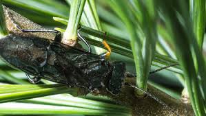 Attēlu rezultāti vaicājumam “Acantholyda erythrocephala”